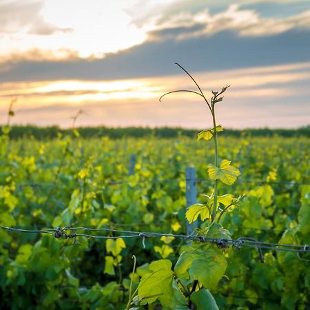 Wine-Barrel Rivaner Dreischor Eksteriør billede
